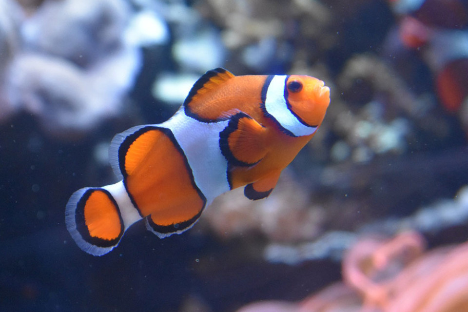 Ausflugstipp Bodensee: Sea Life Konstanz